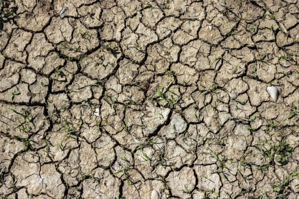 Dried out soil with small green plants, Baden-Württemberg, Germany