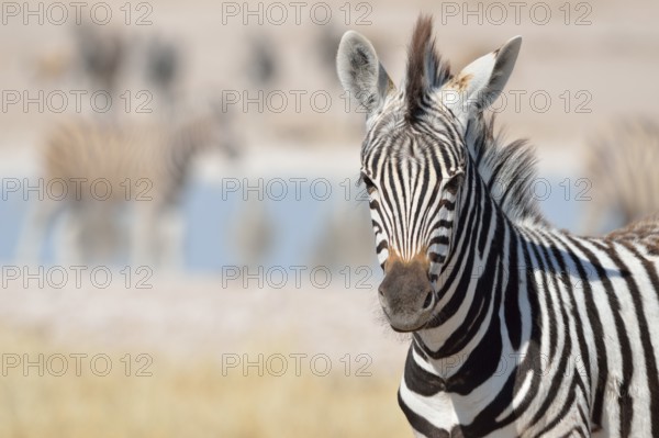 Young Burchell's Zebra (Equus burchelli), Etosha National Park, Namibia