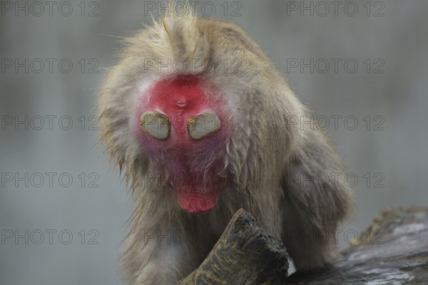 Hind with calluses of japanese macaque (Macaca fuscata), buttocks, cornea, detail, captive