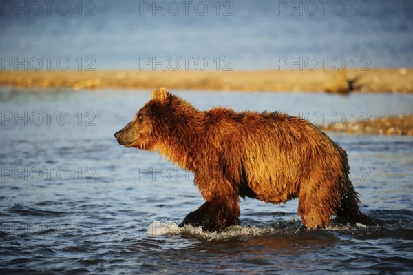Brown Bear (Ursus arctos) hunting for salmon in the water, Kurile Lake, Kamchatka Peninsula, Russia