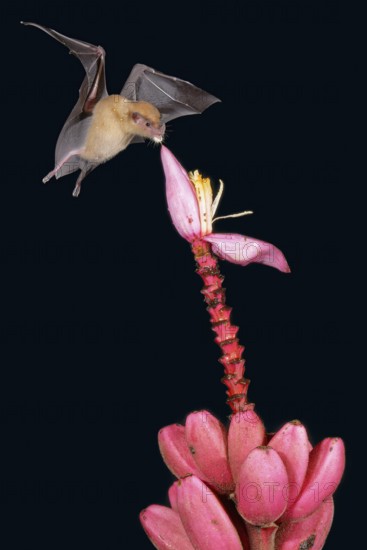 Orange nectar bat (Lonchophylla robusta) hovering and drinking the nectar from a wild red banana plant flower (Musa velutina) in the rain forest, Costa Rica