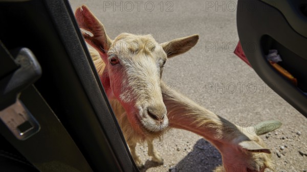 A curious goat looks through an open car door onto the road, goat (s), free-range, central north of the island, mountains, Karpathos, Dodecanese, Greek Islands, Greece