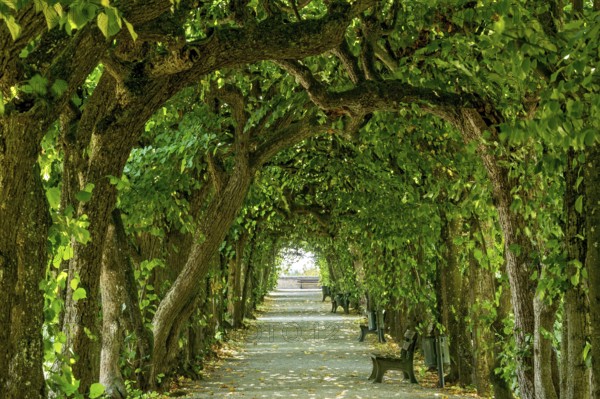 Lime tree arcade (Tilia), court garden, palace garden, Dachau Castle, Dachau, Upper Bavaria, Bavaria, Germany