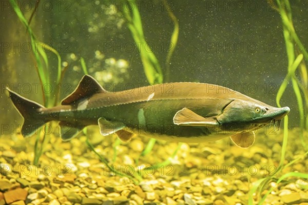 European sea sturgeon (Acipenser sturio) swimming underwater in a river, Bavaria, Germany