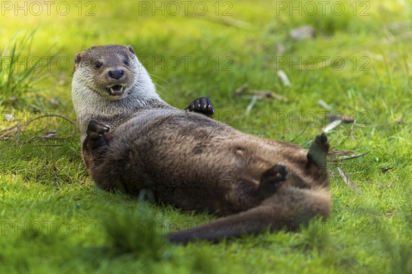 An otter lying on its back, playfully on a green meadow, European otter (Lutra lutra), Germany