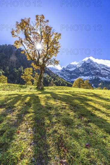 Maple tree in front of snow-covered mountains, sunbeams, backlight, autumn colours, sunny, Engalm, Großer Ahornboden, Karwendel Mountains, Tyrol, Austria