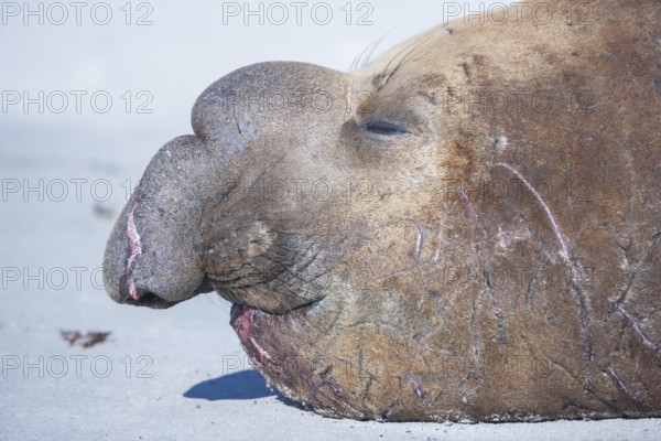 Southern elephant seal (Mirounga leonina) male, portrait, sleeping, Sea Lion Island, South Atlantic, Falkland Islands