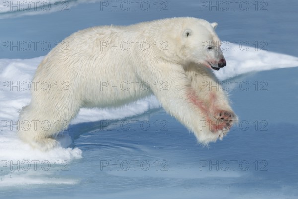 Polar bear (Ursus maritimus), male with blood on legs, jumping over water, Spitsbergen Island, Svalbard archipelago, Norway