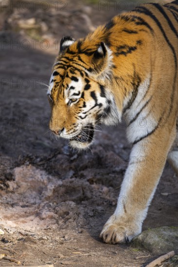 Siberian tiger (Panthera tigris tigris) walking in a forest, captive, incidence in Russia and Northeast China