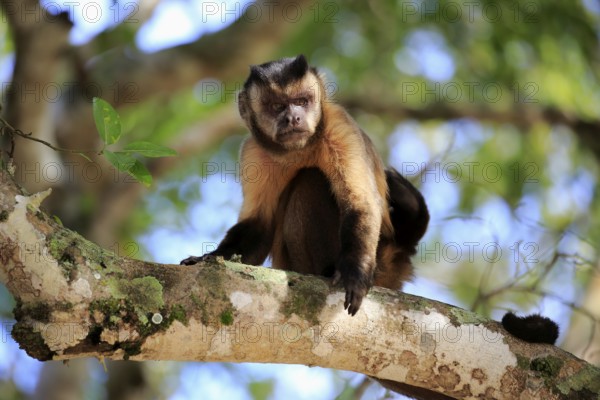 Tufted capuchin (Cebus apella), adult monkey in a tree, Pantanal, Mato Grosso, Brazil