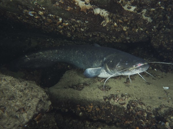 A catfish (Silurus glanis), Waller lies protected between stones and shells in the water, dive site Zollbrücke, Rheinau, Canton Zurich, Rhine, High Rhine, Switzerland, Germany