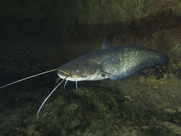A large catfish (Silurus glanis), Waller, swimming near a wall in dark water, dive site Zollbrücke, Rheinau, Canton Zurich, Rhine, High Rhine, Switzerland, Germany