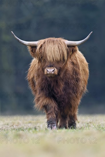 Highland cattle (Bos taurus), adult animal standing in a meadow, Switzerland
