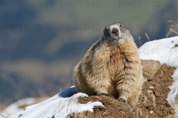 Alpine Marmot (Marmota marmota), snow patches, Bavaria, Germany