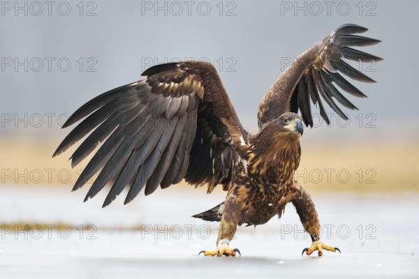 Young White-tailed Eagle (Haliaeetus albicilla), flapping its wings, Lódz Voivodeship, Poland