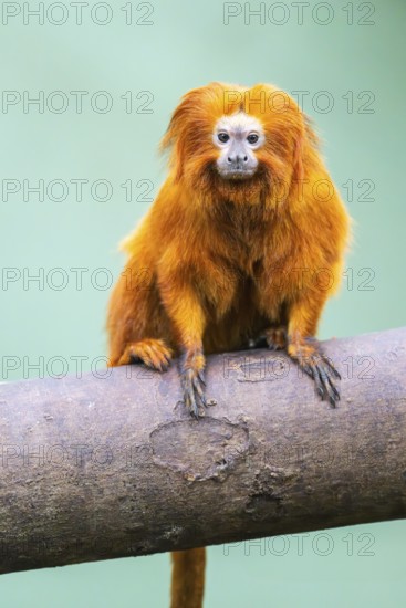 Golden lion tamarin (Leontopithecus rosalia), climbing on a tree, captive, Germany