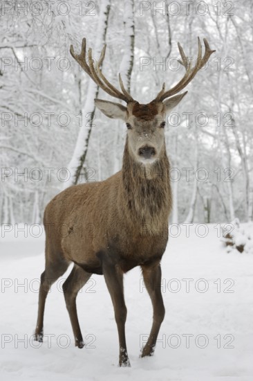 Red deer (Cervus elaphus) in winter, Arnsberg Forest, North Rhine-Westphalia, Germany