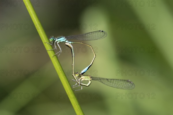 Great-tailed Damselfly (Ischnura elegans) pair mating, mating wheel, Hesse, Germany