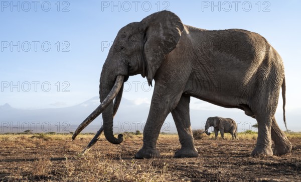 African elephant (Loxodonta africana) with Kilimanjaro, the famous Super Tusker elephant Craig, old male with long tusks, evening light, Amboseli, Kajiado County, Kenya