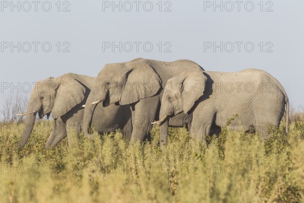African Bush Elephants (Loxodonta africana), Etosha National Park, Namibia