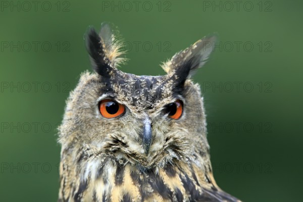 Eurasian Eagle-owl (Bubo bubo), adult, captive, Eifel, Rhineland-Palatinate, Germany