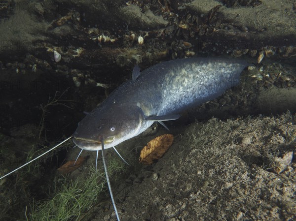 A catfish (Silurus glanis), Waller, resting under rocks in an underwater environment. Dive site Zollbrücke, Rheinau, Canton Zurich, Rhine, High Rhine, Switzerland, Germany
