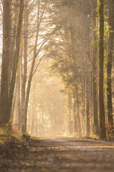 A quiet forest path with trees and translucent sunlight creating an autumnal mood, Calw, Black Forest, Germany