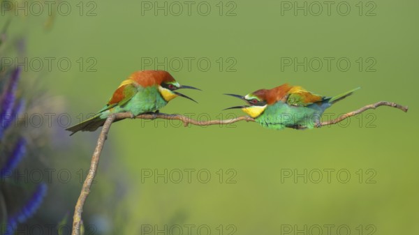 European bee-eaters (Merops apiaster), two males fighting over perch, turf war, Kiskunság National Park, Hungary