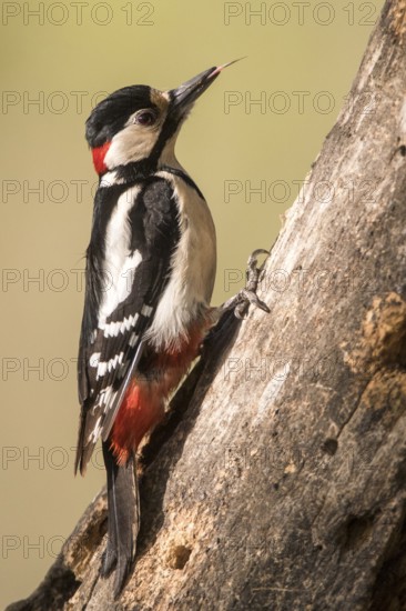 Great Spotted Woodpecker (Dendrocopos major) male climbing up tree with extended tounge, Romania