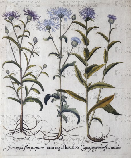 Dyer's catchfly (Serratula Tinctoria), meadow knapweed (Centaurea Jacea), blue thistle (Carduncellus Coeruleus), hand-coloured copperplate engraving by Basilius Besler, from Hortus Eystettensis, 1613