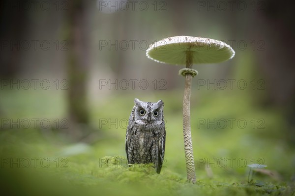 Eurasian Scops Owl (Otus scops) captive, Bavaria, Germany