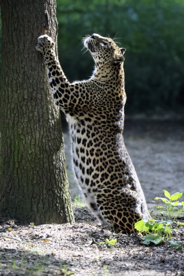Sri Lanka Leopard (Panthera pardus kotiya), adult, tree trunk, sharpening claws, Sri Lanka