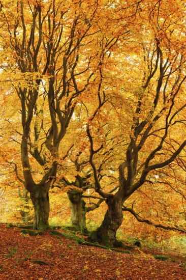 Gnarled old beech trees in the Hutewald forest in autumn in full autumn colour, Hutewald Halloh, Kellerwald, Bad Wildungen, Hesse, Germany