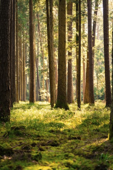 Light falls through dense trees onto the moss-covered ground, Calw, Black Forest, Germany