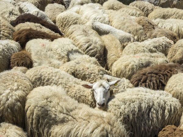 Flock of sheep, Brez, Cantabria, Spain