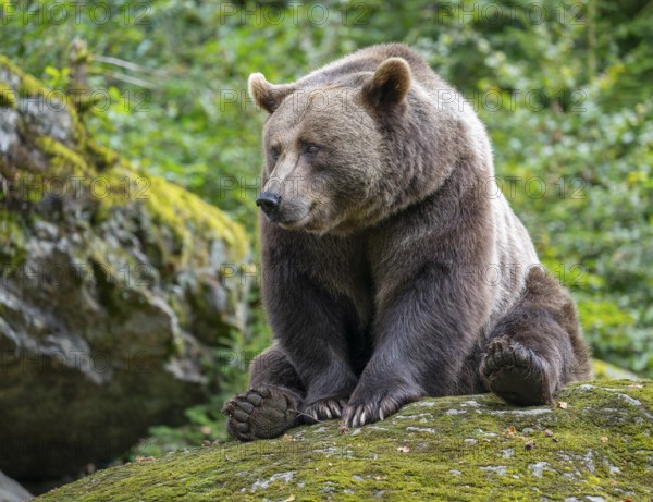 Brown bear (Ursus arctos) sitting on a rock covered with moss, captive, Bavarian Forest National Park, Bavaria, Germany, Germany
