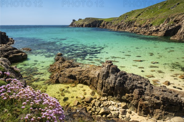 Coastal landscape. sandy beach beach and rocks in Nanjizal Bay or Nanjizal Beach. Beach carnations (Armeria maritima) in bloom in the foreground. St Just, Penzance, Cornwall, England, Great Britain
