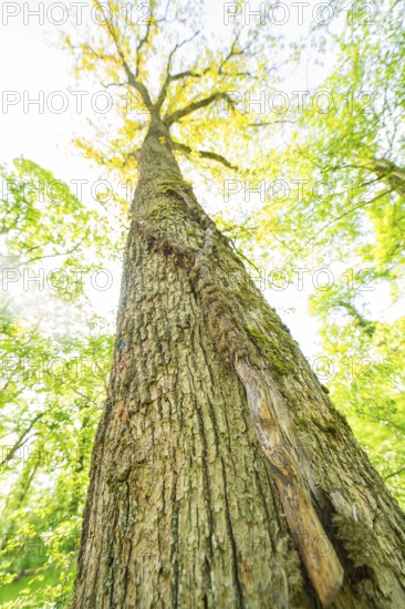 View from below of a large tree trunk surrounded by green foliage in the forest, forest pasture project, compensation measure for the Hermann Hesse railway, Gechingen, district of Calw, Germany