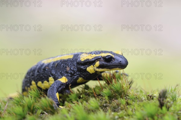 Fire Salamander (Salamandra salamandra) walking over moss, Germany
