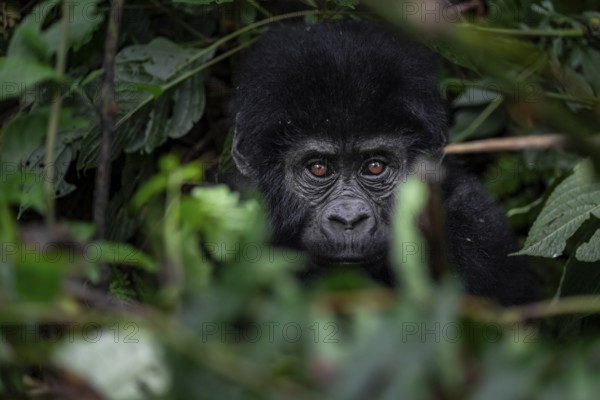 Mountain gorilla (Gorilla berengei berengei), Bwindi Impenetrable National Park, Uganda