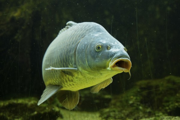 Common carp (Cyprinus carpio) swimming under water, Bavaria, Germany