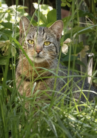 Tabby cat (Felis Catus) sitting behind tall grass surrounded by plants, Neunkirchen, Lower Austria, Austria