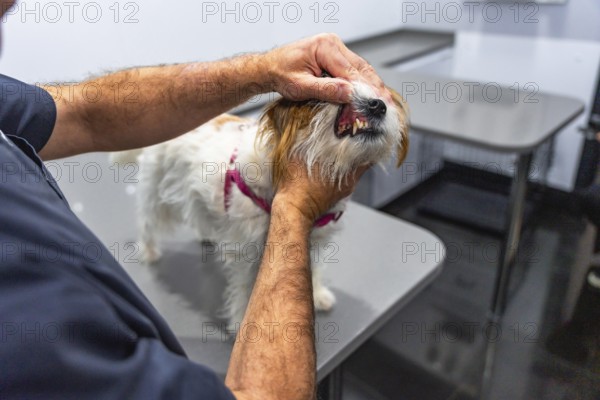 Veterinarian checking teeth of jack russell terrier dog during medical examination in veterinary clinic