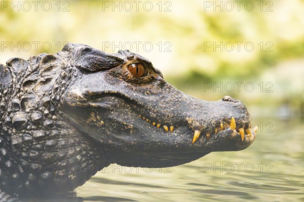 Black caiman (Melanosuchus niger), portrait, captivegg