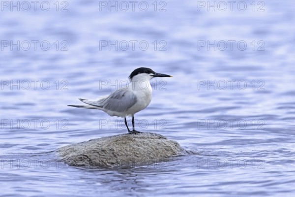 Sandwich tern (Thalasseus sandvicensis, Sterna sandvicensis) adult in breeding plumage perched on rock along the North Sea coast in summer
