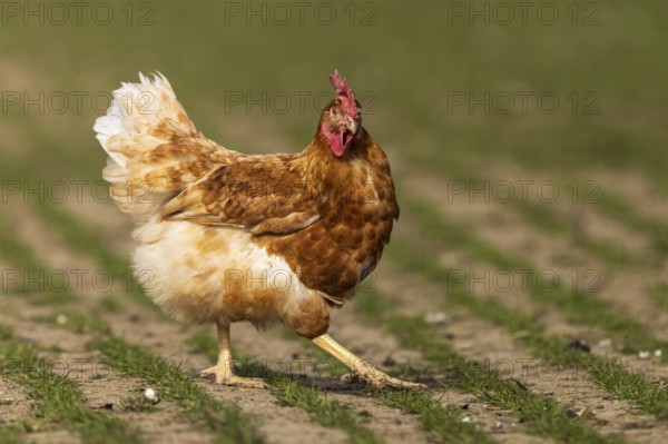 Lone brown hen in the meadow, domestic chicken, Rhineland-Palatinate, Germany
