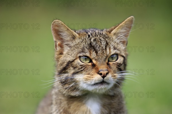 European Wildcat (Felis silvestris silvestris), adult, Surrey, England, United Kingdom
