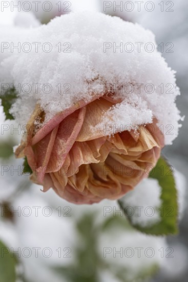 Shrub roses (Rosa) in the snow, Emsland, Lower Saxony, Germany
