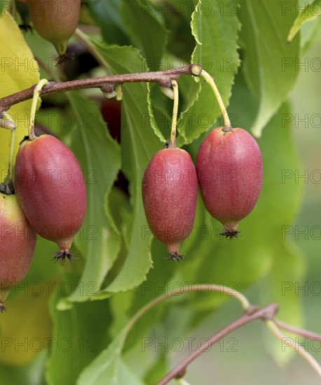 KiwiBeere (Actinidia 'Red Jumbo')