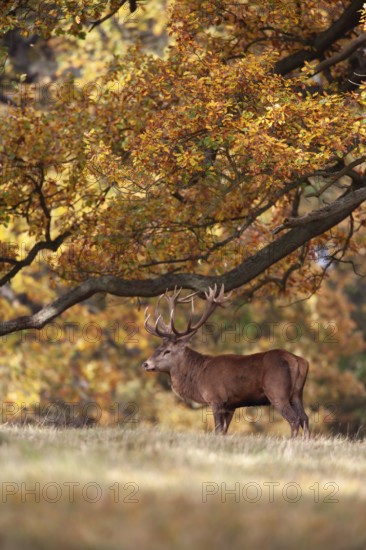 Red deer (Cervus elaphus) adult male stag in a woodland in autumn, England, United Kingdom